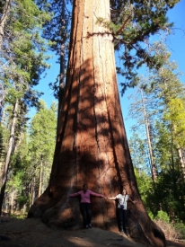 Mariposa Grove